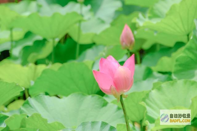 答案来了什么时刻入伏今天就看节三伏热