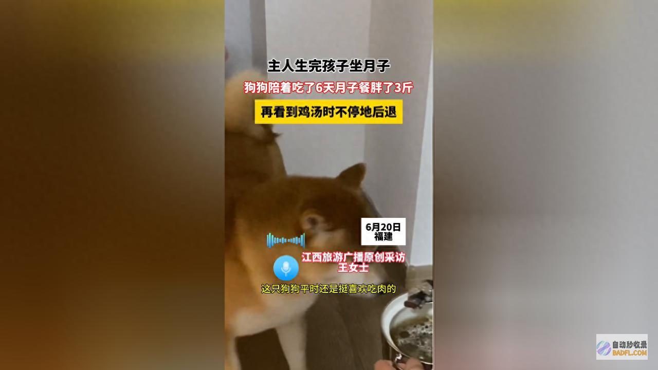 男性坐月子6天 狗子 给口屎吃吧 笑麻了 狗胖了三斤 (男性坐月子文化)