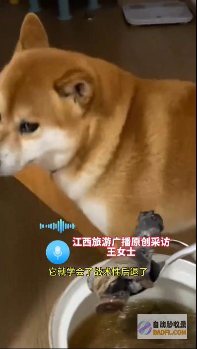 男性坐月子6天狗子给口屎吃吧笑麻了狗胖了三斤