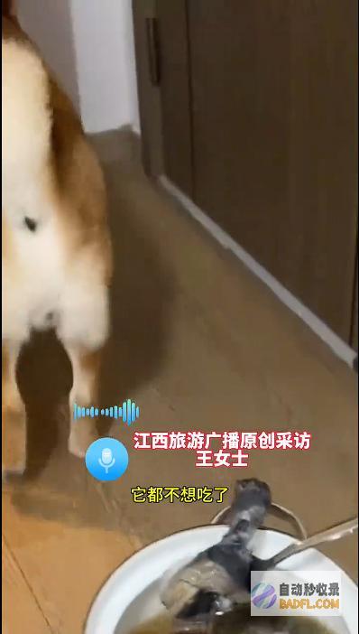 男性坐月子6天狗子给口屎吃吧笑麻了狗胖了三斤