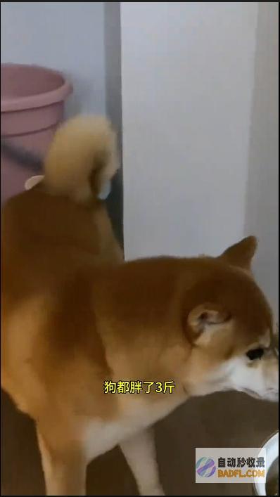 男性坐月子6天狗子给口屎吃吧笑麻了狗胖了三斤