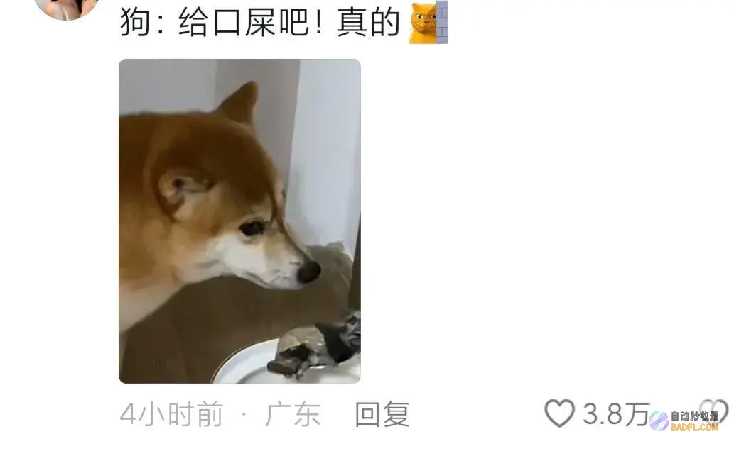 男性坐月子6天狗子给口屎吃吧笑麻了狗胖了三斤