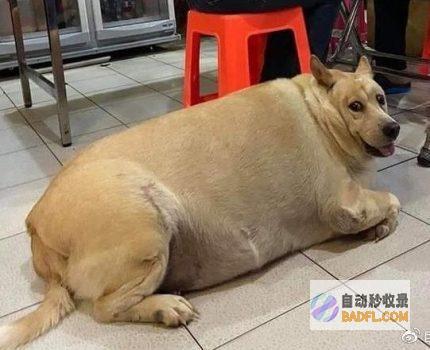 男性坐月子6天狗子给口屎吃吧笑麻了狗胖了三斤