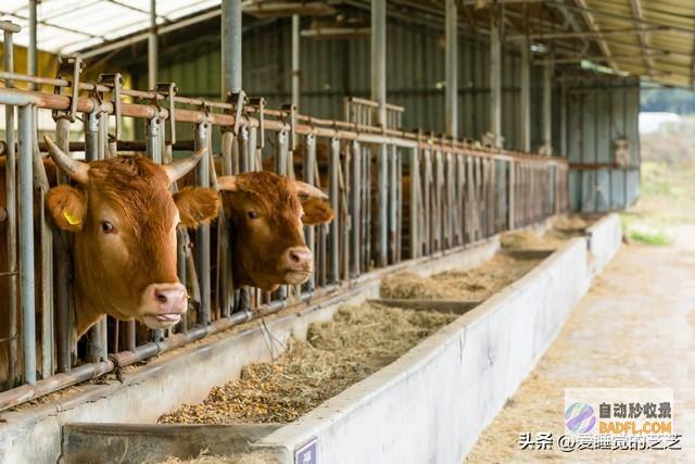 为什么不限度牛肉出口牛肉多少钱断崖式暴涨养头