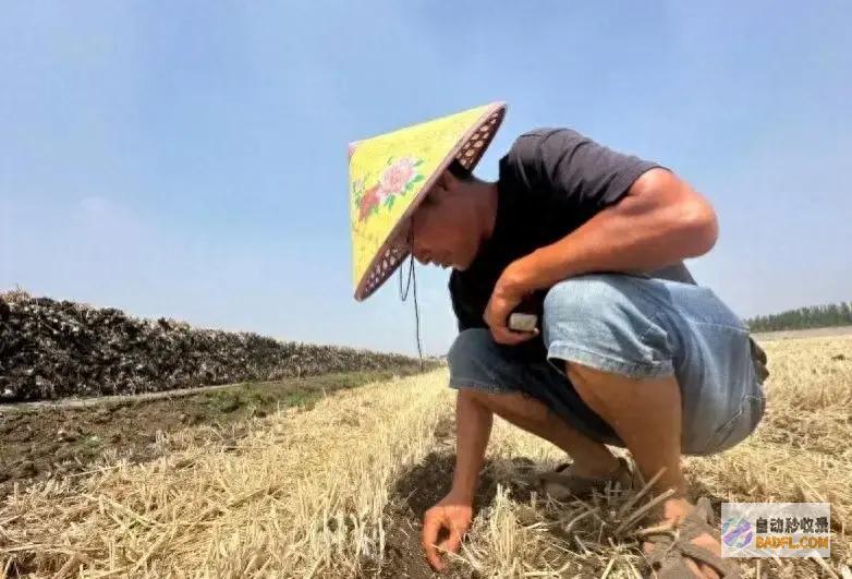 农业厅长说小麦亩产有望再上新台阶 笑死人了 山东大地旱情重大 (农业厅厅长接受纪律审查)