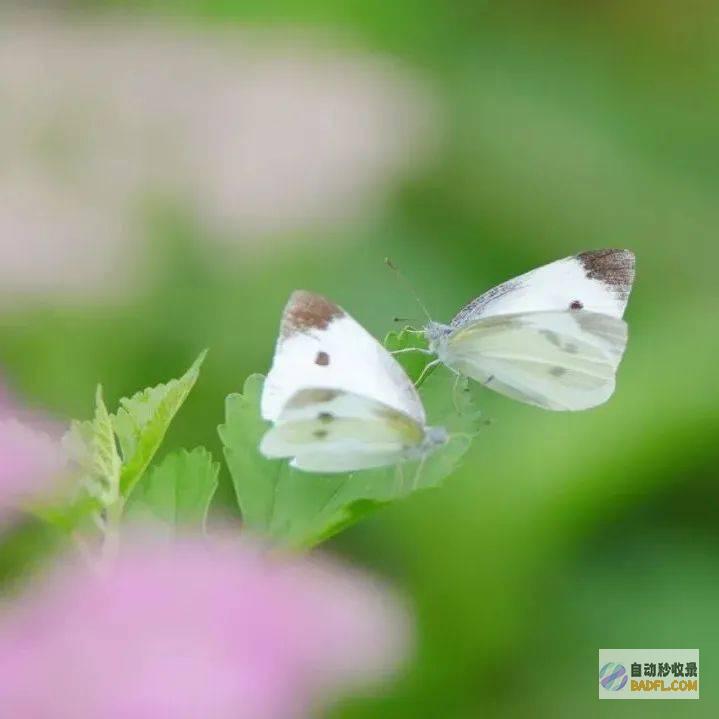 稀有！六月飞雪 (六月飞鱼)