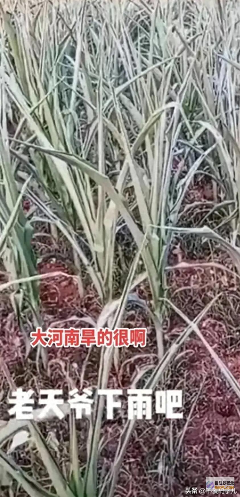 百姓跪地求雨让人心酸 人祸！多地高温干旱 泄露我国农业三短板 (百姓跪拜图片大全)