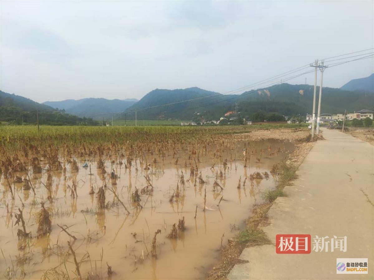 鱼儿逃进地里暴雨致水库满溢数百亩田地被淹