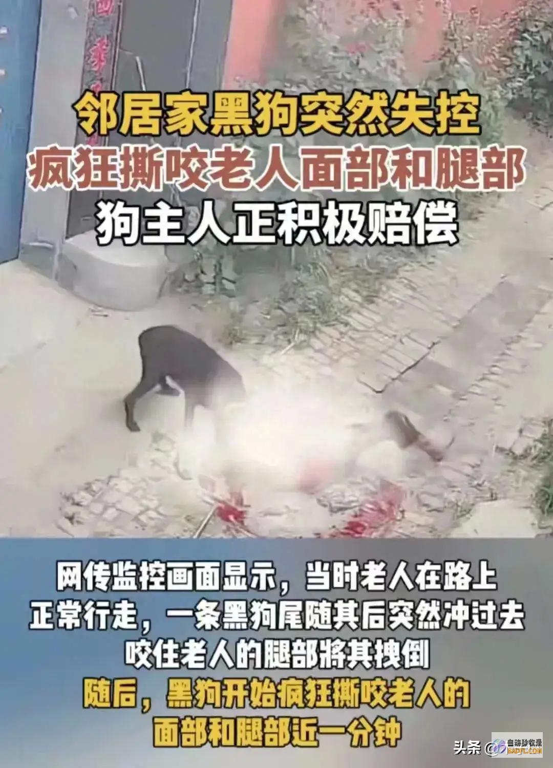 菏泽80岁乡村老太被狗撕咬后续 已被解决 网友炸锅 为禁养恶犬 (菏泽80岁老人有补贴吗)