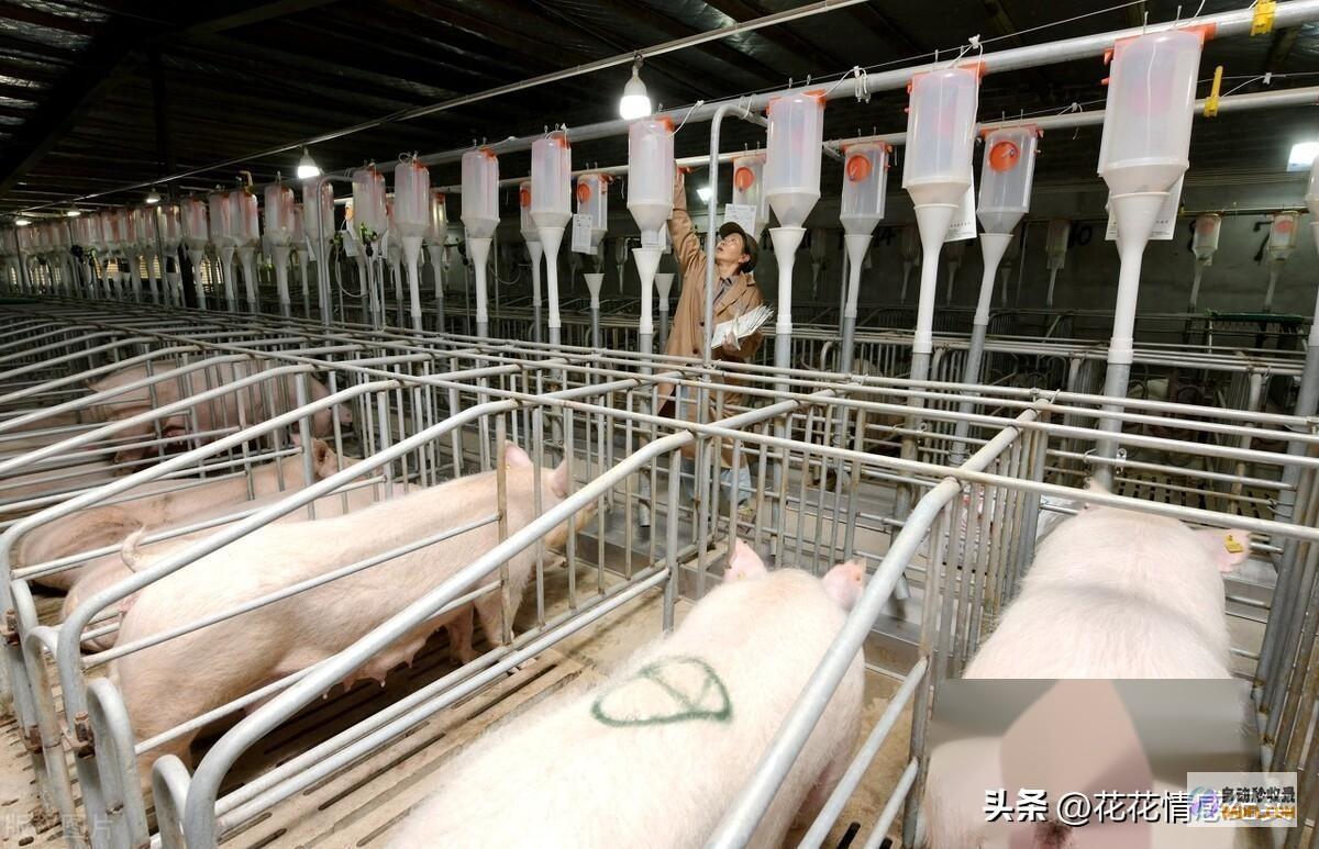 附猪价行情连降三次生猪狂跌不止是时刻出