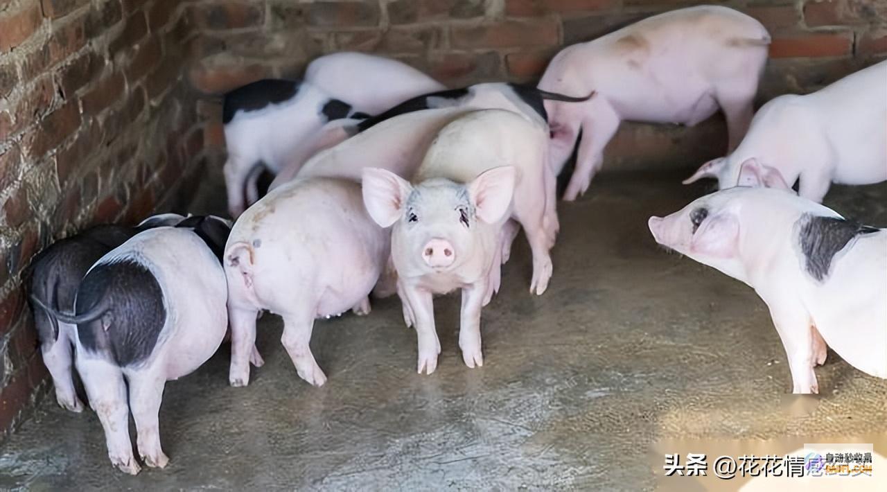 连降三次！生猪多少钱狂跌不止 附 猪价行情 是时刻出手抄底了吗 (连降三级)