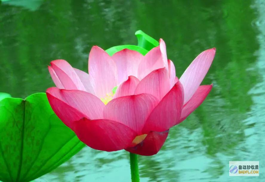 你青睐花喜鹊还是啄木鸟说说理由 (你喜欢花喜鹊吗你想对她说些什么)