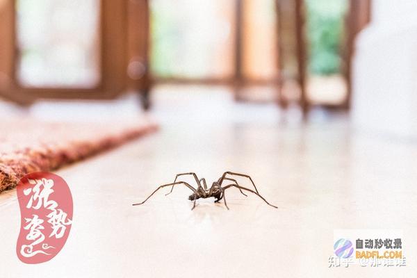 怎样使蜘蛛从隐蔽爬进去? (怎样使蜘蛛从洞里出来)