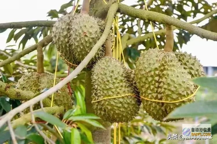 笑不活了！海南榴莲逐渐上市 却遭网友群嘲 (笑不活了梗)