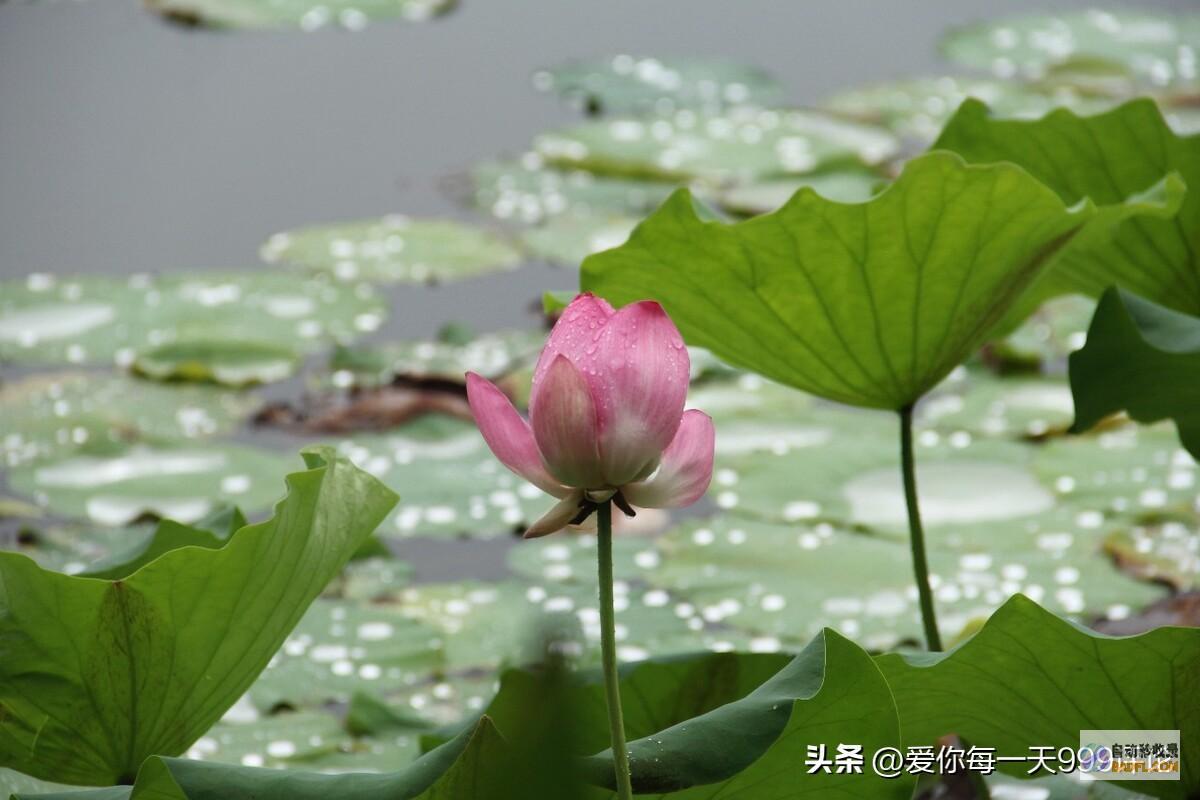 暴雨大暴雨散布如下2526号天气预告新一轮强降雨