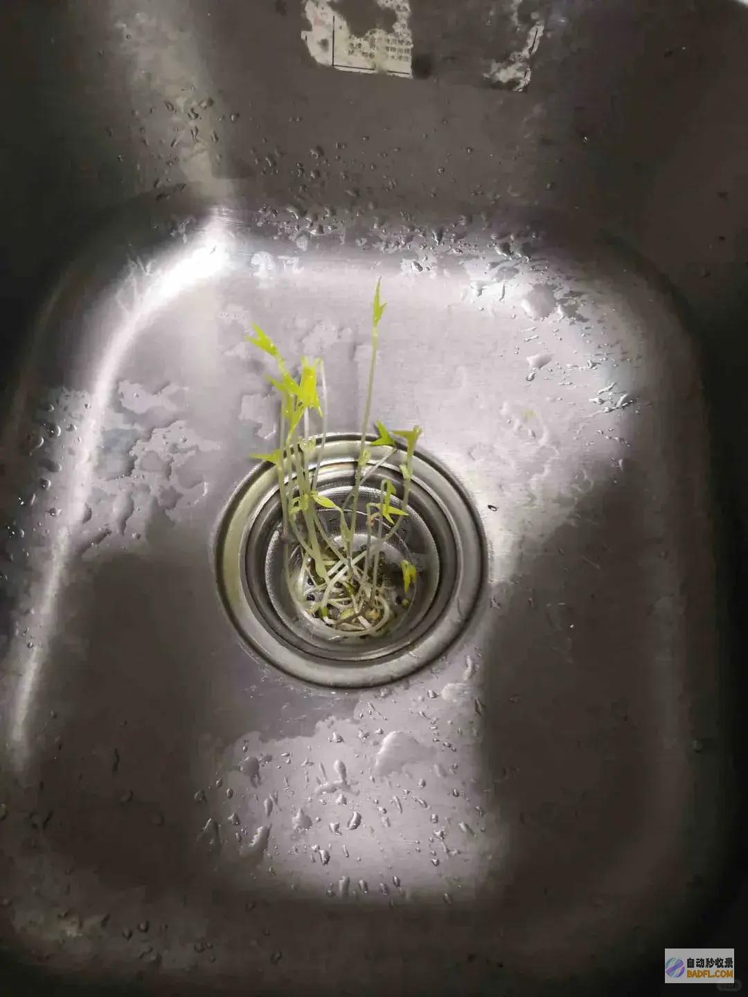 南边人最近在渡劫总算明白发配岭南有多可怕了南