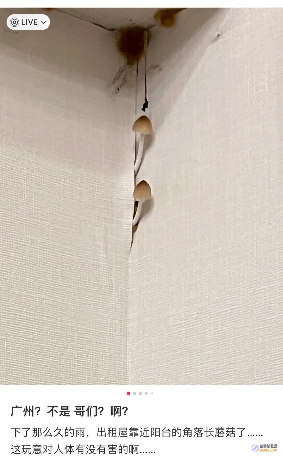 南边人最近在渡劫总算明白发配岭南有多可怕了南