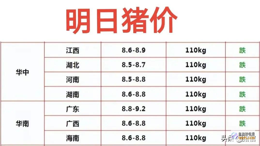猪肉米研发完成明天猪价预测蒸熟后是饭还是肉跌