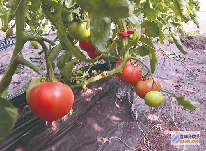 五台乡瓜菜种植产业兴五台乡瓜菜种植基地
