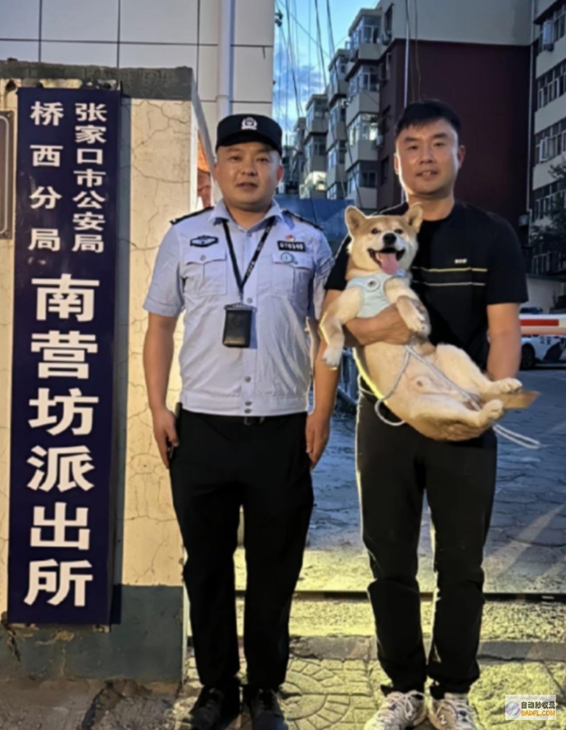 是个奇观柴犬失落9个月于500公里外被民警找回客