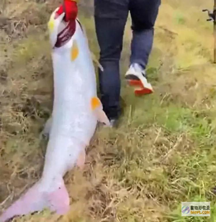 连忙跑下去捡 大鱼得拖着走！雨后湖南一男性楼上看到40斤大鱼 (连忙跑下去捡垃圾)