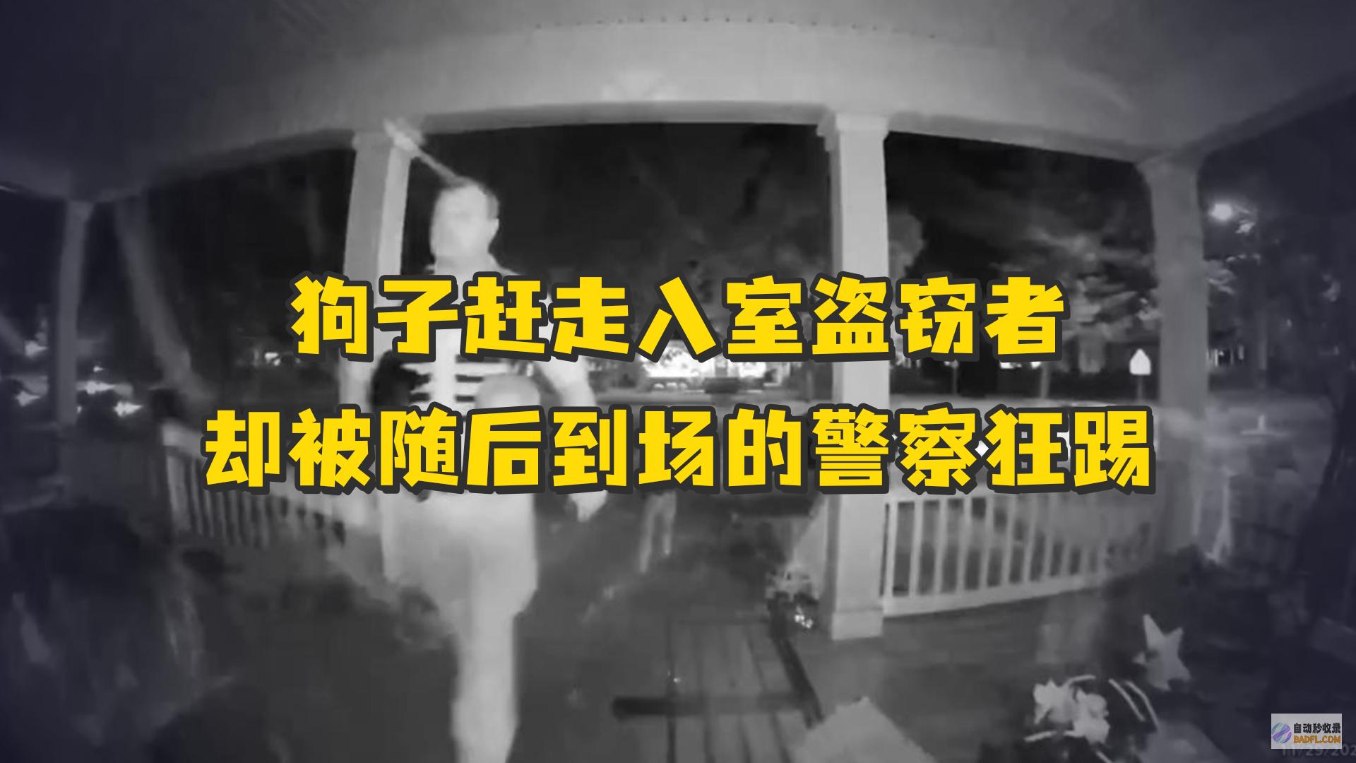 监控下狗狗的魔怔了 评论区笑死 笑疯了！客人给狗狗喂食菌子 (监控下狗狗的疑惑行为)
