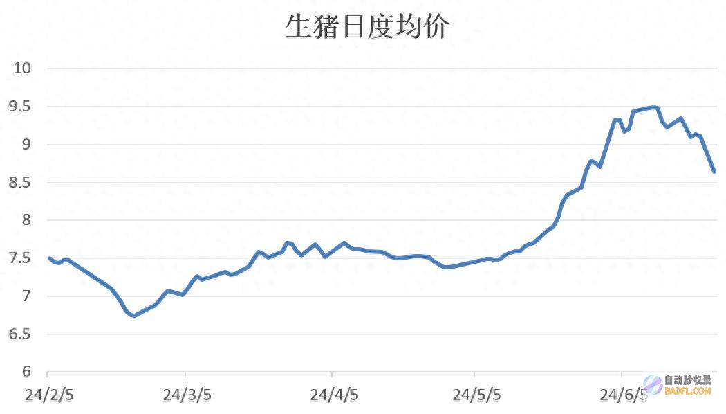 生猪期现同步回落 当心前期空单止盈 (猪场同期分娩的方法)