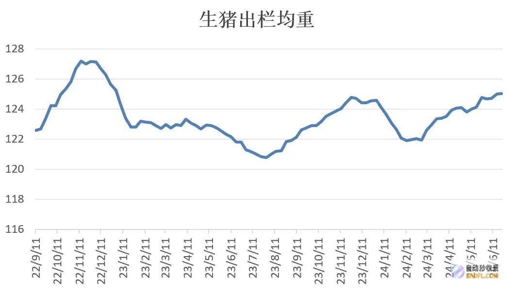 生猪期现同步回落当心前期空单止盈猪场同期分娩