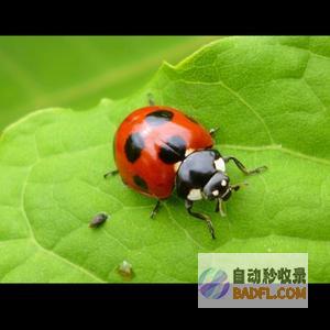 瓢虫看环球 头像