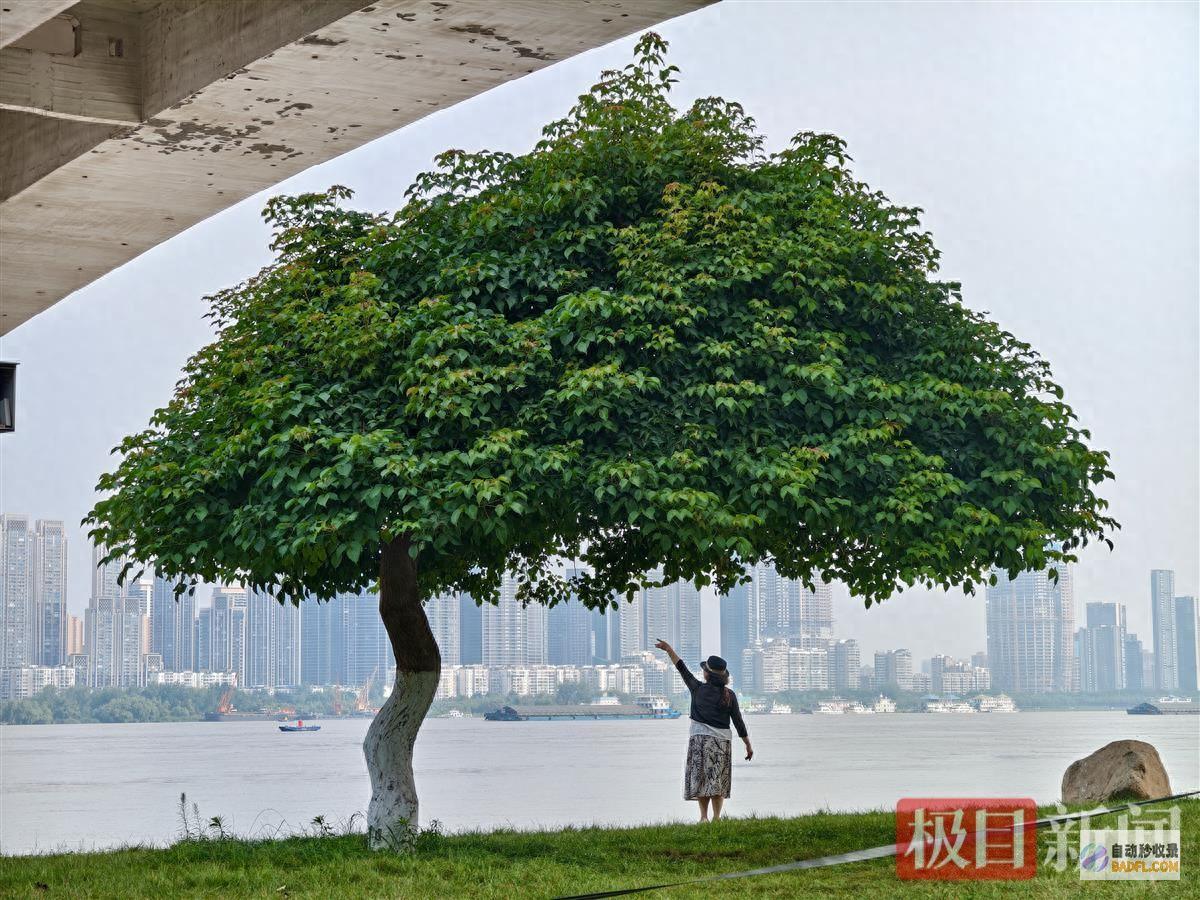 火了 帽子树 一棵 武汉江滩 (帽子树阅读答案)