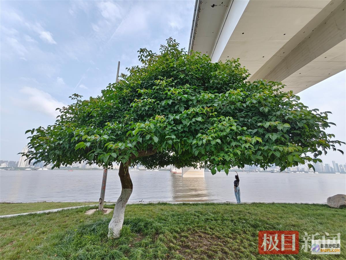 火了帽子树一棵江滩帽子树阅读答案