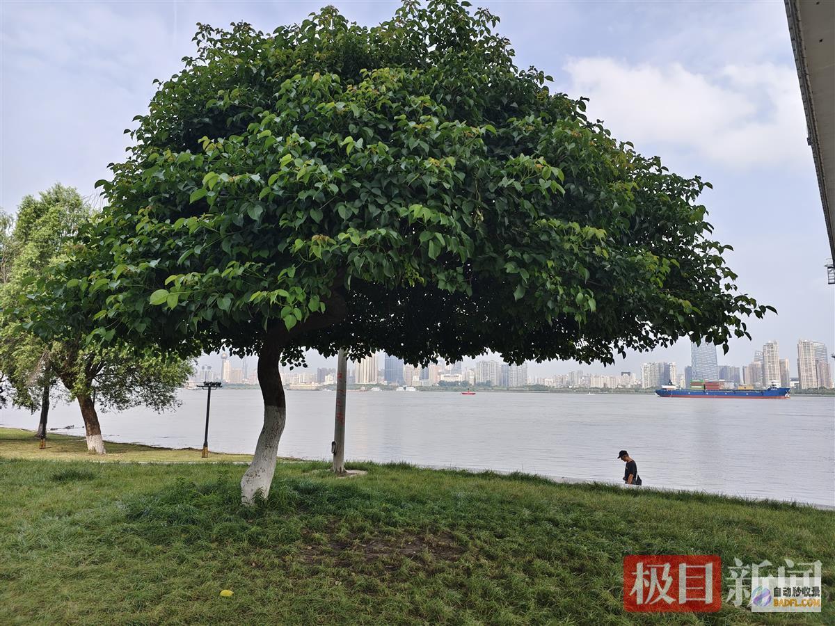 火了帽子树一棵江滩帽子树阅读答案
