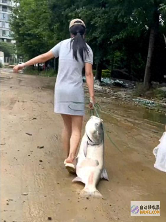 湖北一美女在暴雨后捡到40斤大鱼 专家倡导 别吃 (湖北一美女在窗外爬是怎么回事)