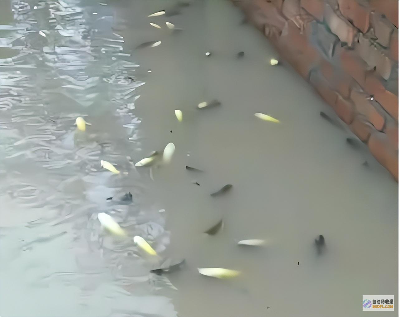 湖北一美女在暴雨后捡到40斤大鱼专家倡导别吃湖