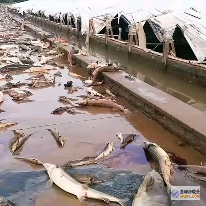 一美女在暴雨后捡到40斤大鱼专家倡导别吃湖