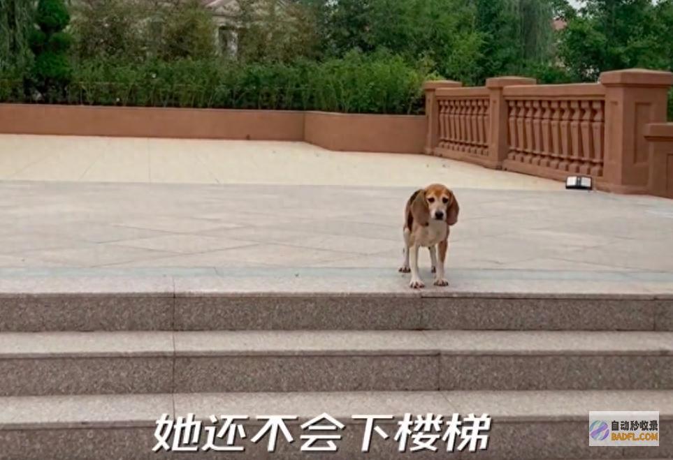 近况 儿子嗯哼陪它看阳光草坪 杜江分享试验犬 珍珠 躺在霍思燕怀中睡觉打呼 还不会下楼梯