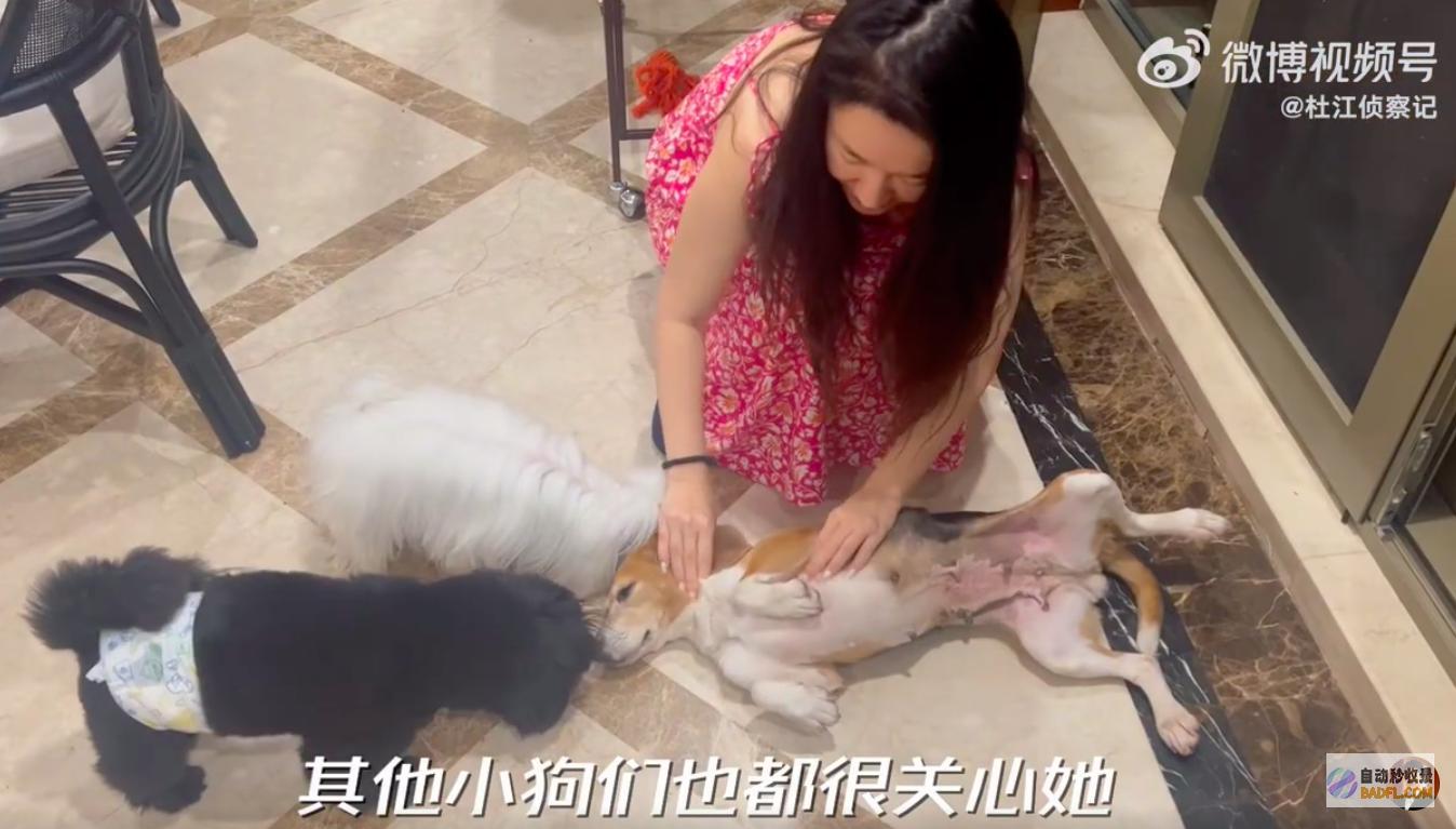 近况儿子嗯哼陪它看阳光草坪杜江分享试验犬珍珠