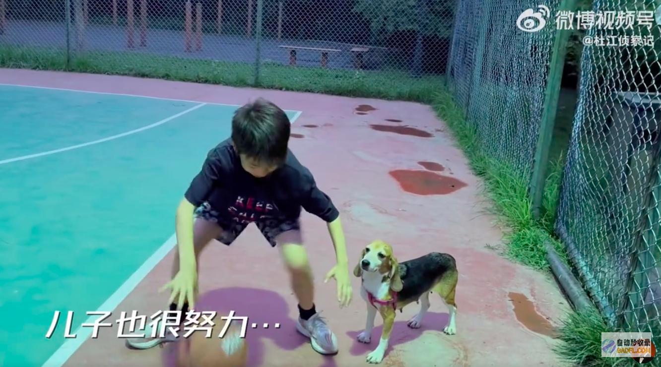 近况儿子嗯哼陪它看阳光草坪杜江分享试验犬珍珠