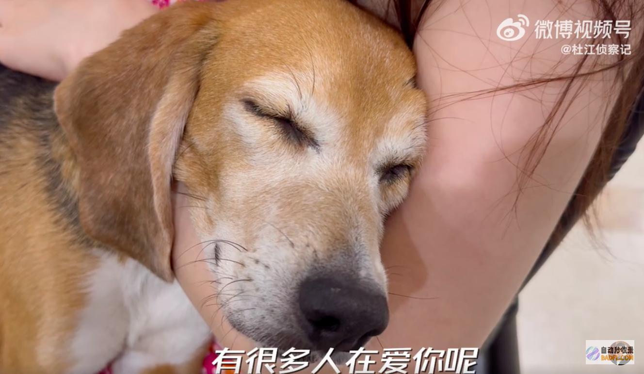近况儿子嗯哼陪它看阳光草坪杜江分享试验犬珍珠