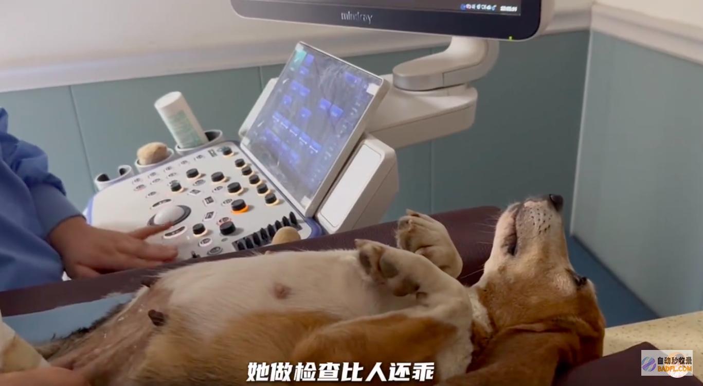 近况儿子嗯哼陪它看阳光草坪杜江分享试验犬珍珠
