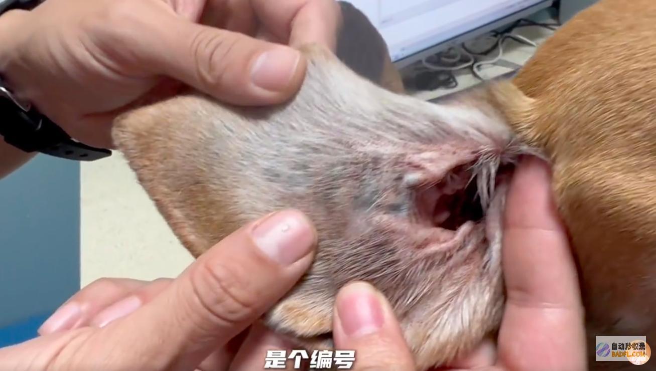 近况儿子嗯哼陪它看阳光草坪杜江分享试验犬珍珠