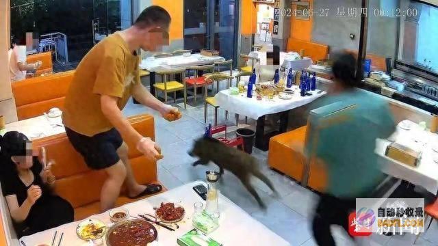 被顾客一脚踹出 野猪清晨闯进南京一烧烤店 (被客人踢了一脚)