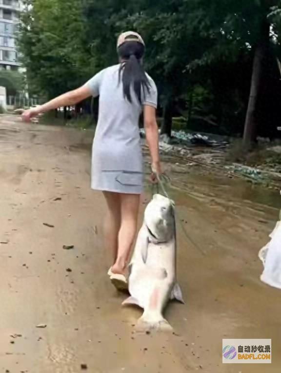 男性暴雨后捡40斤重的大鱼回家不倡导食用洪