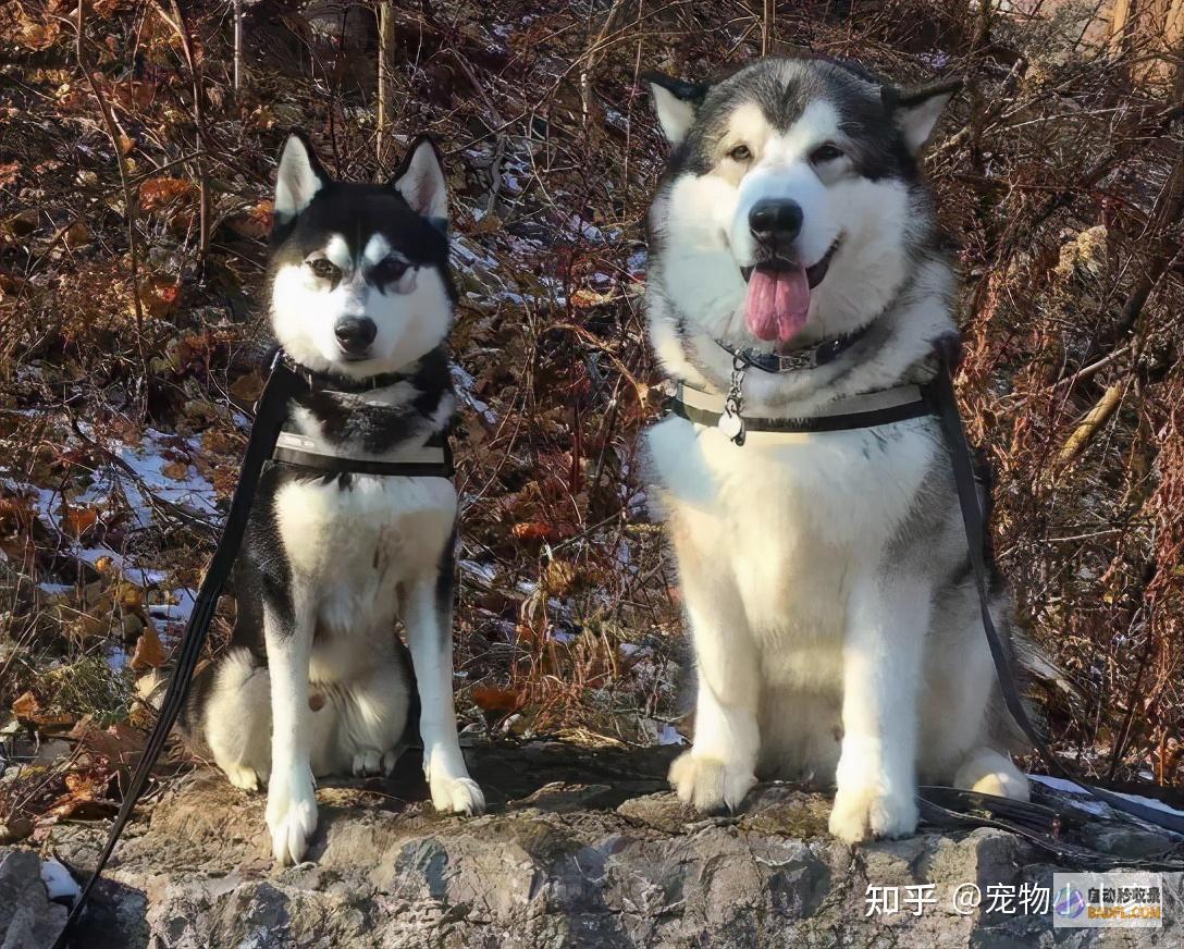 都不是省油的灯 广西一保安砍死业主夫妇 知情人爆内情 (都不是省油的灯啥意思)
