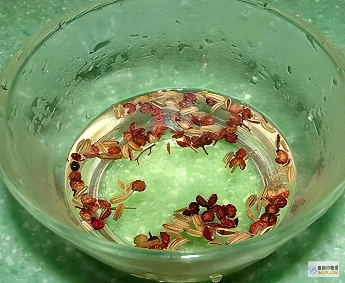 原来蚊子的最大克星不是蚊香其实驱蚊很便捷整晚