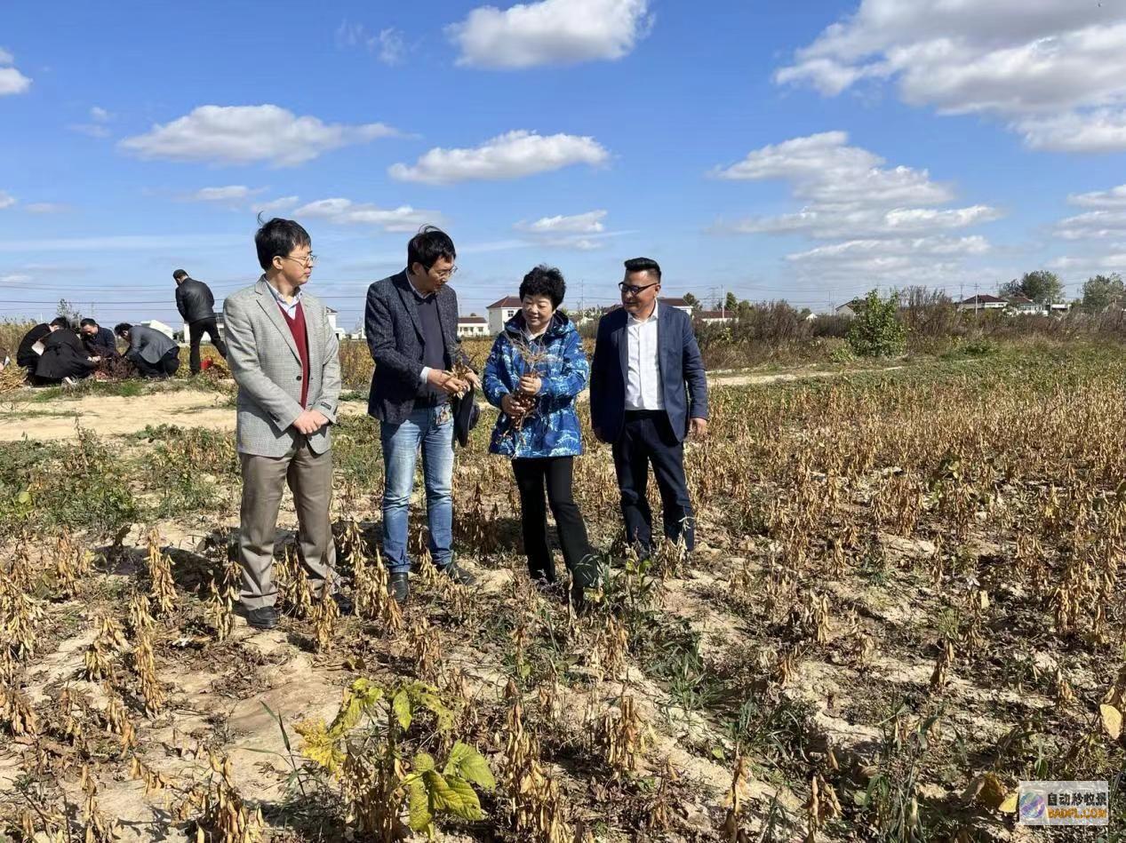 盐碱地上产出 彩色软黄金 (盐碱地上产出多少盐)
