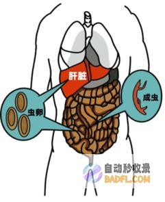 中疾控颁布汛期肥壮揭示 谨防感化血吸虫 (中国疾控中心发布)