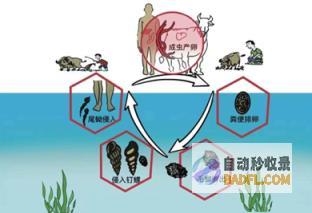 中疾控颁布汛期肥壮揭示谨防感化血吸虫中国疾控