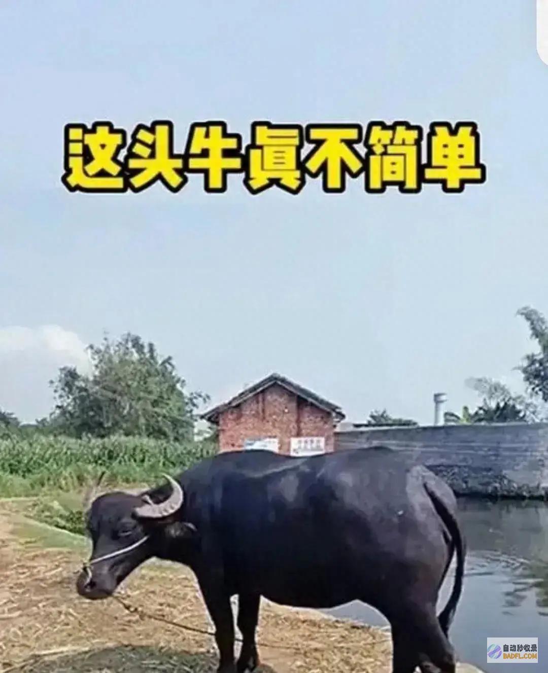 你的多少钱是真的牛 牛啊 (你的多少钱是我的英文)