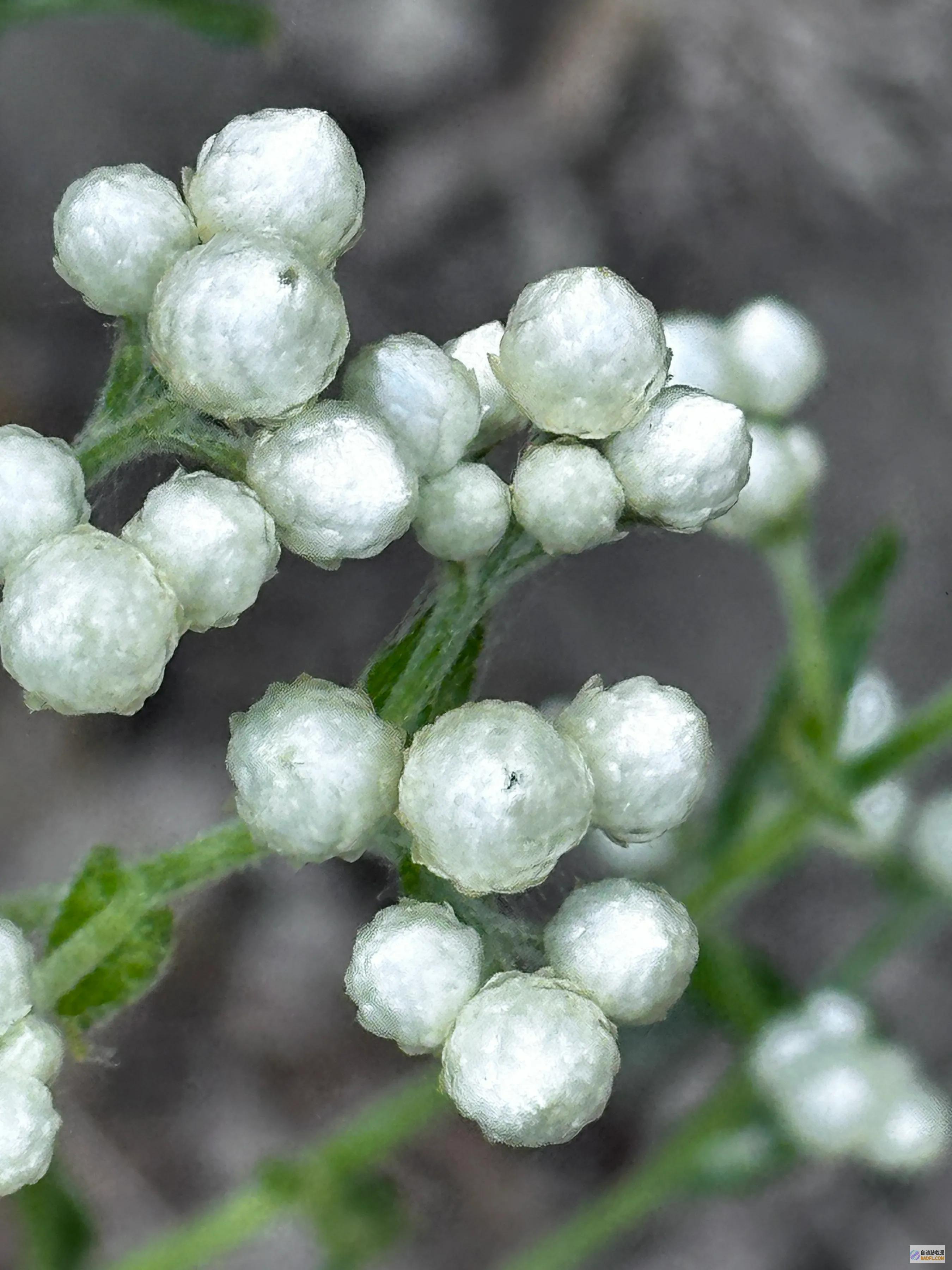 山花2024献给生疏男性的芍药散文山花2000花生种